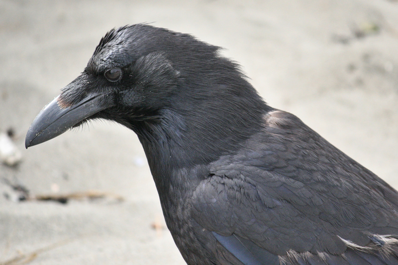 A Portrait of a Crow